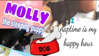 MOLLY THE SLEEPING PUPPY |Kaquero Vlog