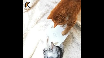 Smart Electric Peekaboo Cat Interactive Toy With Rotating Feather-KLJSHOP