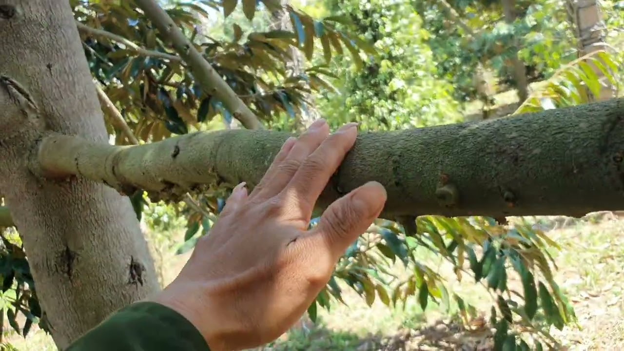 Nguyên nhân cây sầu riêng không ra bông ,cách điều tiết thuận tự nhiên.