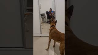 Dogs VS Mirrors  Malinois Belgian Shepherd surprised by Himself | Best and funniest dog on earth ❤