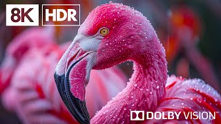 The Wild Animal Survival By 8K HDR | Dolby Vision™