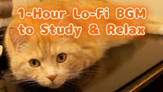 Maru on the Piano – Lofi Cat Cafe 🐾 1-Hour J-pop Lo-fi Chill BGM