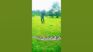 Kinemaster Editing video by Vfx 🐍 snake bhola baba de de not#funny #vfxgaurav #vfxshort #gaurav #vfx