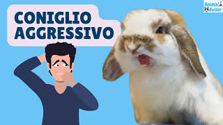 Coniglio Aggressivo Morde: Perché e Come Evitarlo 🐰🐰 by AnimalAdvisor 5,462 views 1 year ago 7 minutes, 1 second