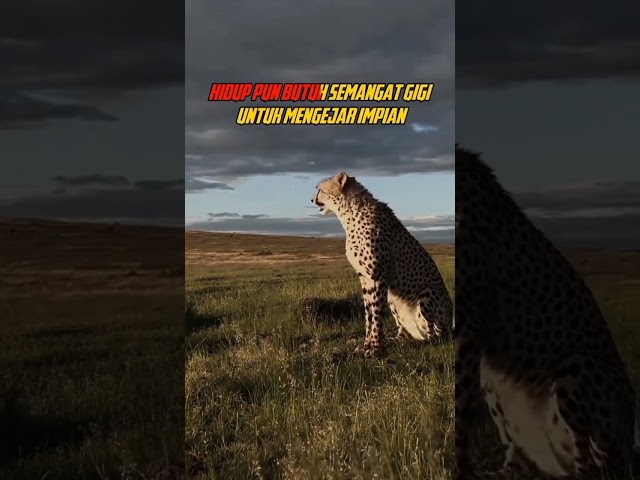 Motivasi Predator Cheetah #quotes #inspirasi #motivasi #katakatabijak #cheetah @ATSQUOTES #trending class=