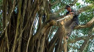 He Risked Everything to Cut This Massive Tree