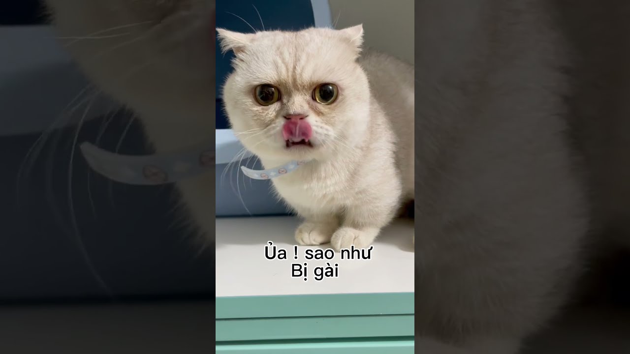 Meowisthesbest M o 0 m o cutecat shorts YouTube