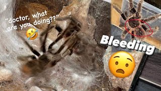 Funniest, yet most Inappropriate Tarantula Mating Video ~ MR. FEET RETURNS !!!