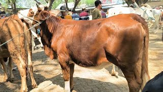Prices Plummet!! Cheap Simmental Heifers!! Jatirogo Cattle Market