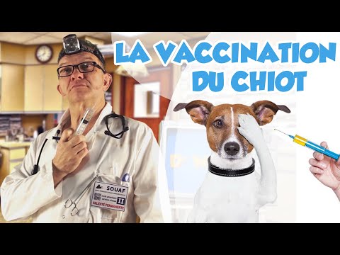 Vidéo: Calendrier de vaccination des chiots