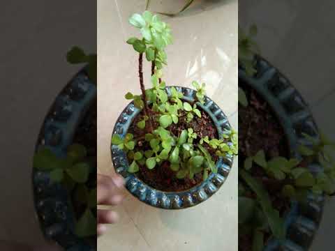 जेड पौधे को कैसे संभालें? | How To Grow Jade Plant