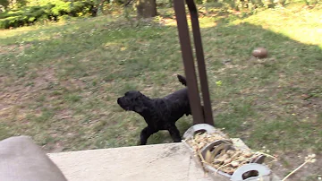 Documentary:cocker spaniel!!!