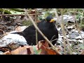 Черный дрозд  (Blackbird ).