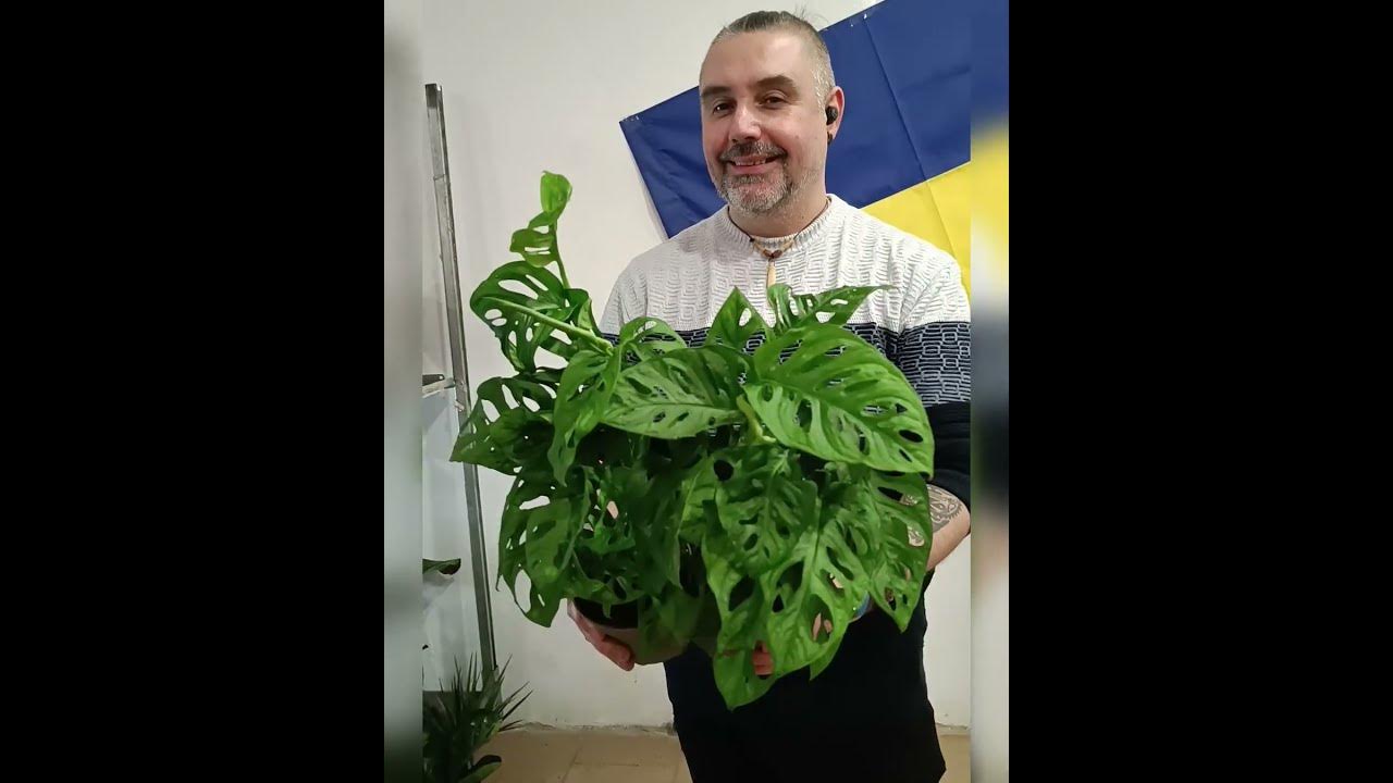 Монстера Обликва "Маска обезьяны" цена 265 гривен! Бронь в вайбер ...