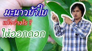 มะนาว ใบใหญ่ ใบหนา ใบเขียว แต่ไม่ออกดอก!! มีวิธีแก้อย่างไร | เกษตรกรชาวบ้าน