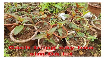 Cách trồng và nhân giống cây hoa sim đà lạt