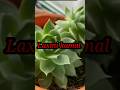 How to grow Laxmi Kamal at home #plants #plantparadise #vairalvideo