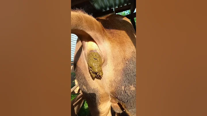Cow Pooping video #cowpoop #cow #animals #pooping #satisfying #manure 