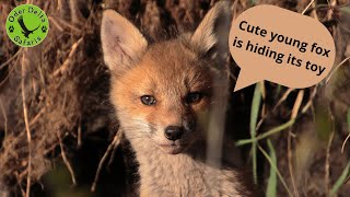 Cute - Young Fox Is Hiding Its Toy