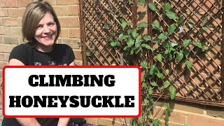 Climbing honeysuckle. today i???m planting a lonicera serotina up
trellis on very tall brick wall. this beautiful twining plant is tough
and will gr...