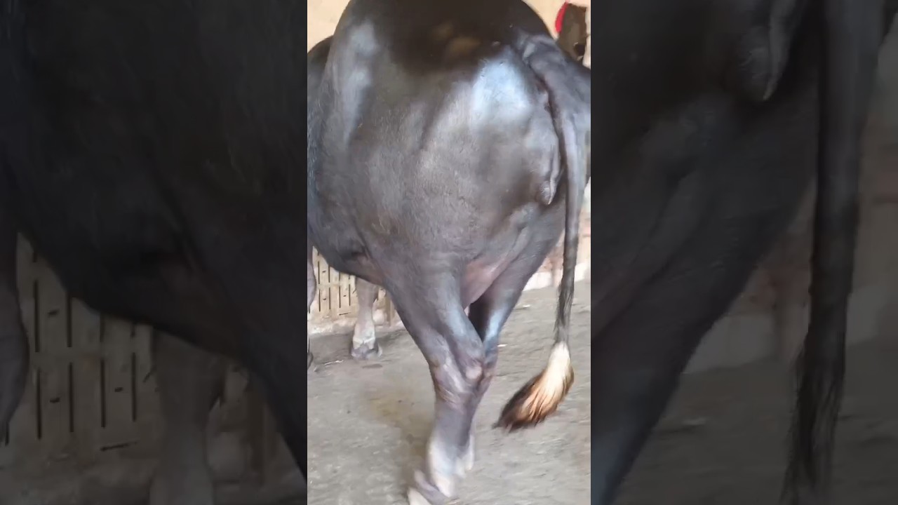 #dancehall #music #cow #musicremix #automobile #lifeisbutadream #remixsong #bull #ekmotahathighumech — saiyad buffalo farm house  YouTube video