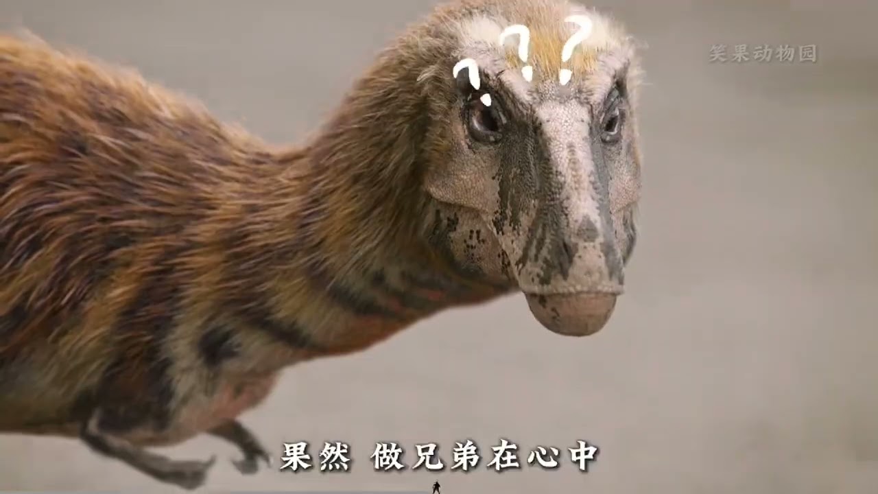 动物解说【搞笑动物配音17】海龟:哥姐祭天法力无边