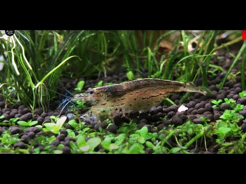 Breeding Amano Shrimps