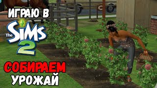 картинка: ИРАЮ В SIMS 2 | СОБИРАЕМ УРОЖАЙ И СТРОИМ ПОГРЕБ