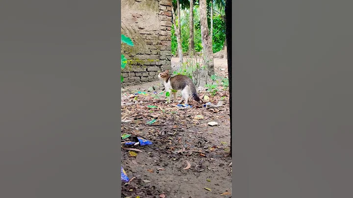 Video 11441621: meow cuteness cat lovers, meow funny cat lover, meowing cat game, cute lovely cats meowing, cat kitty cute, cat playing meow