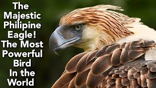 The Philippine Eagle: A National Symbol of Strength and Beauty - The Largest Eagle in the World by Pets Expo 219 views 5 months ago 1 minute, 42 seconds