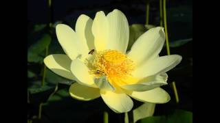 20170117 Four Noble Truths, Part 2