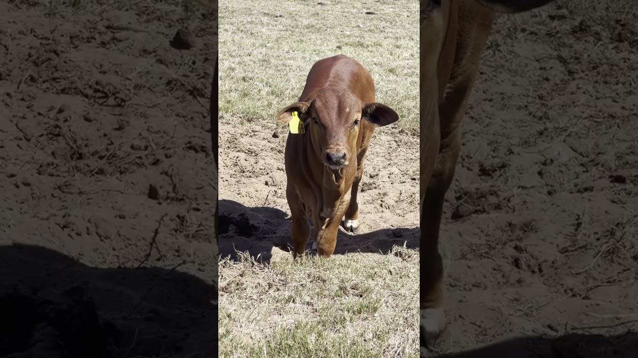 A few special calves at De La Vida Boran