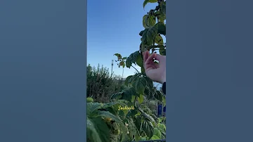 Plucking The Golden Everest Raspberry Varietal Raspberry Gardening Harvest Food Shorts Delicious 