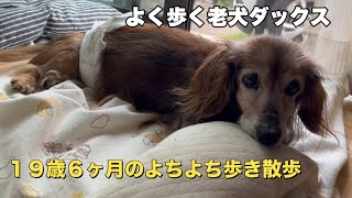 19歳6ヶ月になった老犬ダックスのよちよち歩いておうちの中散歩ダックスフンド老犬