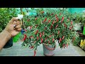 इस जादुई चीज के डालने से मिर्च का पौधा भर जाएगा मिर्ची से AMAZING IDEA TO GROW CHILI PLANT AT HOME