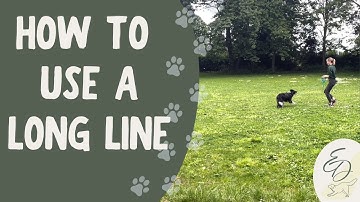 How To Use a Long Line - Dog Training Tips