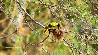 Black-headed oriole. #wildlifephotography  #birds  #orioles  #birdslover  #youtubevideo