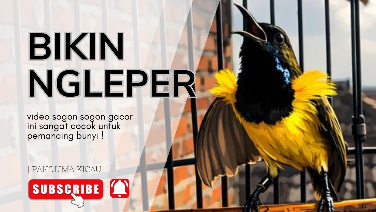 Bunyi Pancingan Sogon Bikin Ngleper Tanpa Henti #pancingansogon #sogongacor #sogon 