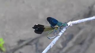 Love is in the air, damsels mating    HD 1080p