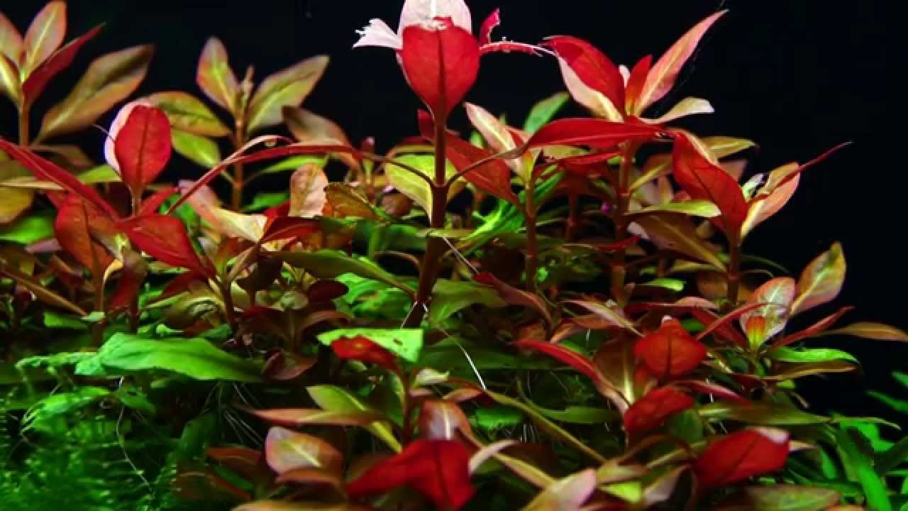 Galeria roslinyakwariowe.pl | 60x25x25 - Alternanthera
