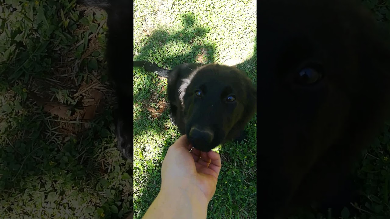 Large Solid Black Long Coat German Shepherd Puppy Storm And Steel