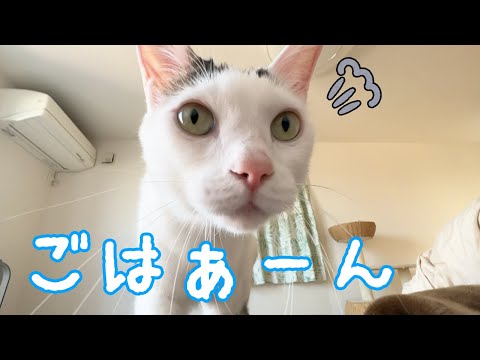 ママの上に乗ってアピールしてくる猫たち【重い】