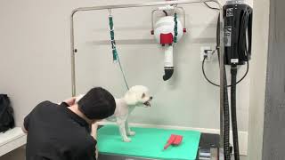 Professional Bichon Grooming “pet trim” by Jack Armour 34 views 2 years ago 29 minutes