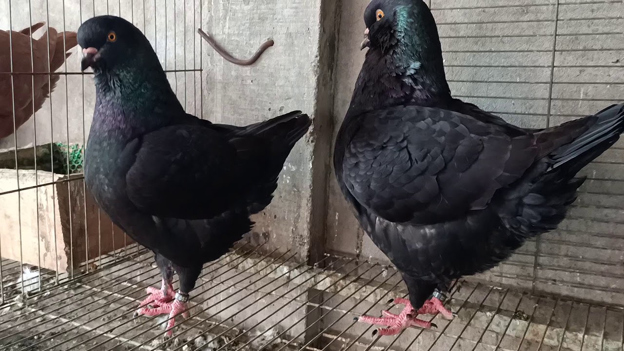 Black King Pigeon YouTube