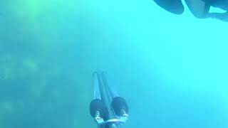 Eşkina Avı Zıpkının Ucunda Şkina