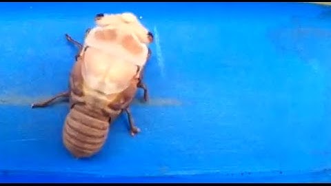 Time-lapse footage shows cicada shedding its exoskeleton