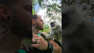 Himalayan Langur asked me to open a water bottle for him. What a clever monkey, Jai Hanuman Ji!!!