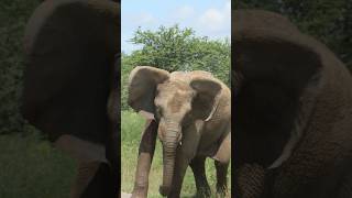 Young Elephant Mock Charges Cars in Kruger #elephant #krugernationalpark