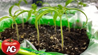 How to stop stretching tomato seedlings at the moment