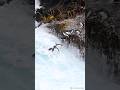 wheres Penguin fly #penguin #wildlife #wildanimals #discovery #animals #nature